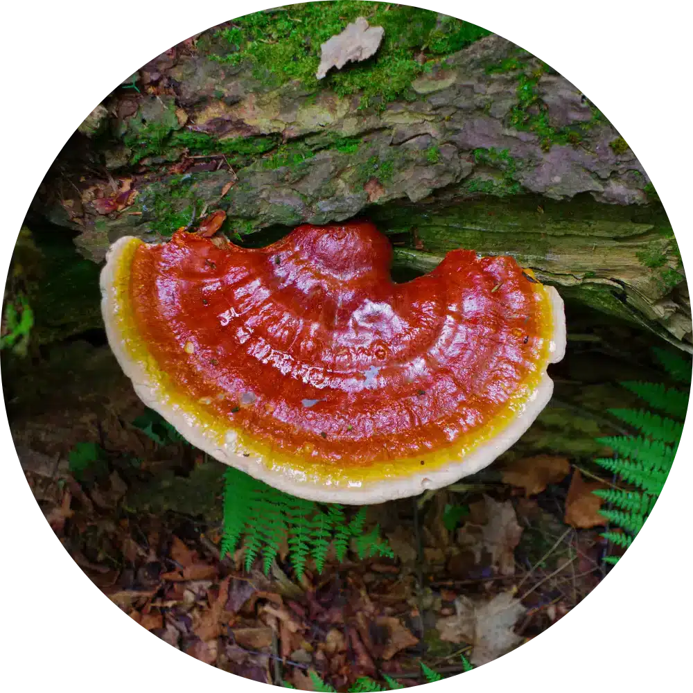 reishi for dogs ganoderma lucidum mushroom