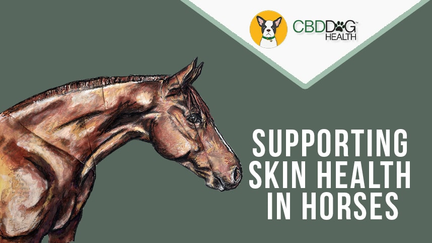 Supporting Skin Health in Horses with Topical CBD