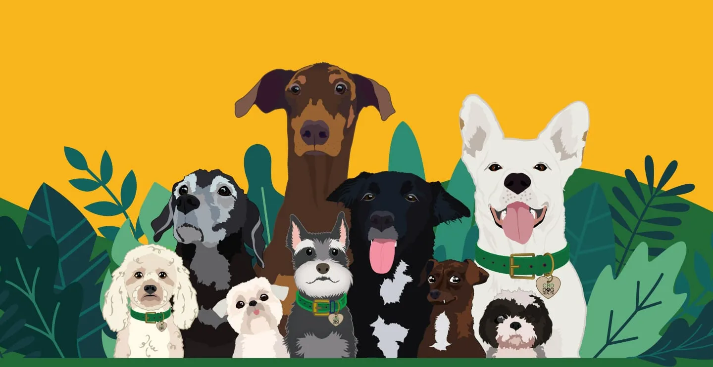 CBD Dog Health Rescue Dogs CBD Angela Ardolino Founder