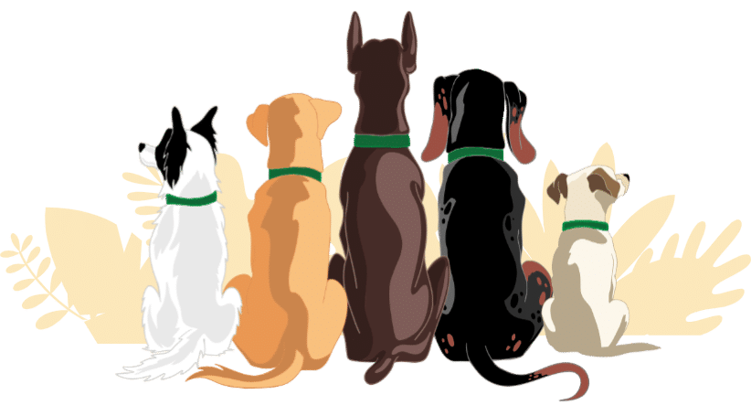 Dogs CBD oil for Dogs Health holistic organic cbd for pets hemp for dogs