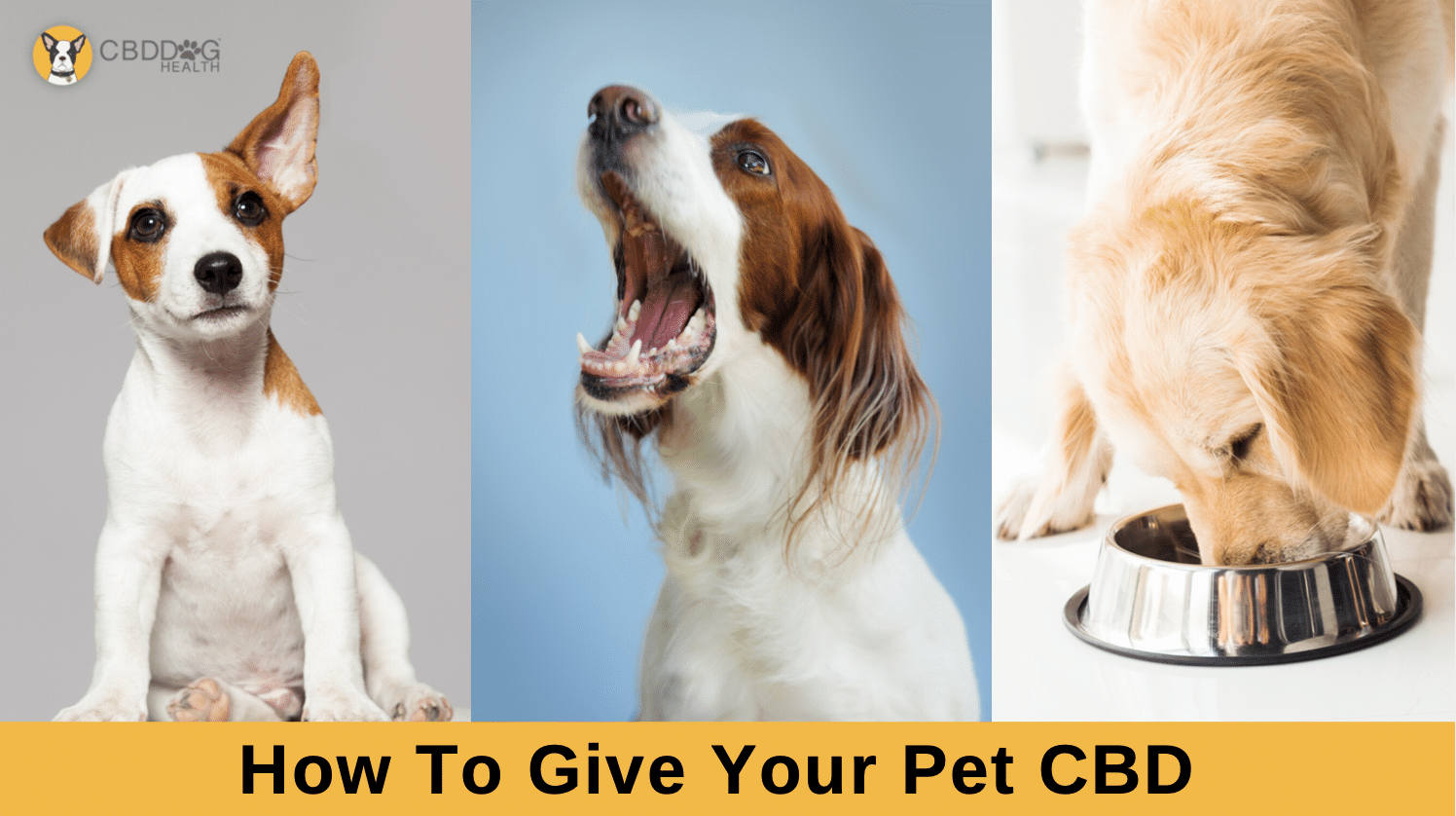 How to Give CBD to Pets: What You Need to Know About Bioavailability